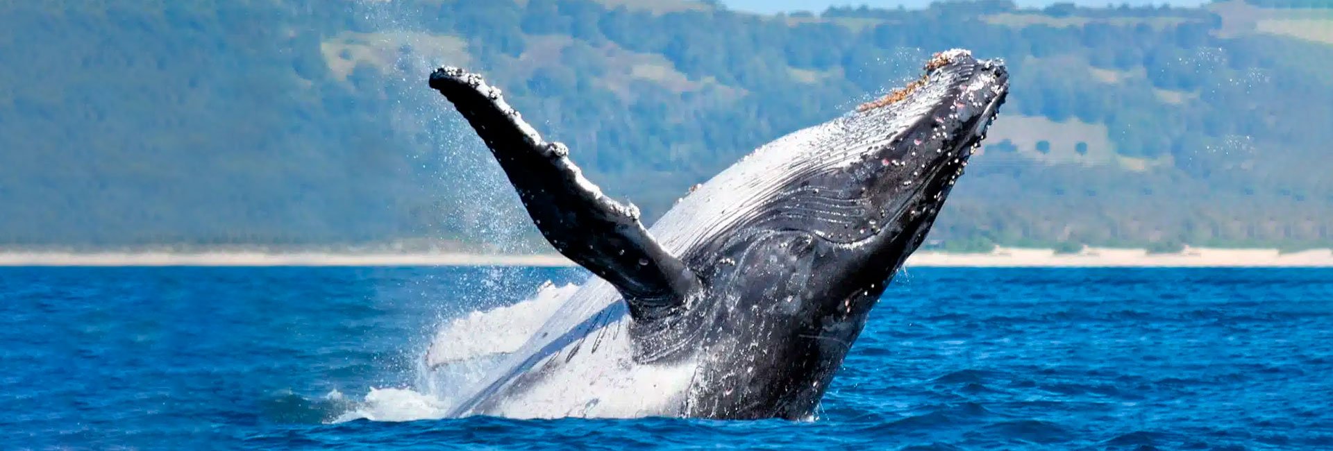 Ballena saltando fuera del agua