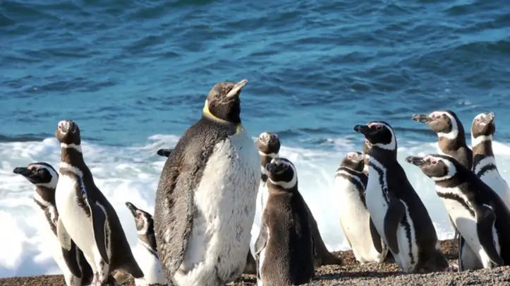Pingüinos de Magallanes entre las olas