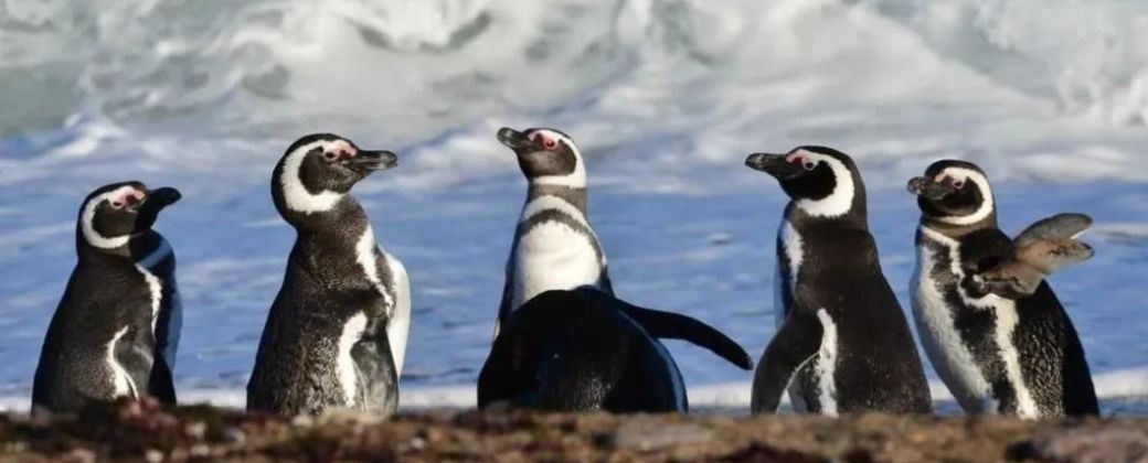 Pingüinos de Magallanes en la orilla