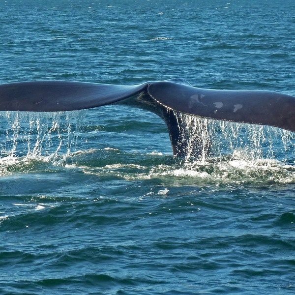 Ballena franca austral (foto de archivo)