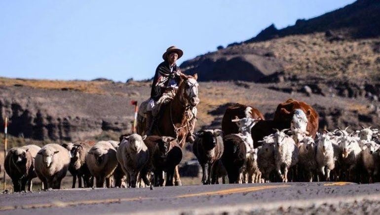 Un criancero a caballo guía a ovejas y vacas por una ruta de cordillera