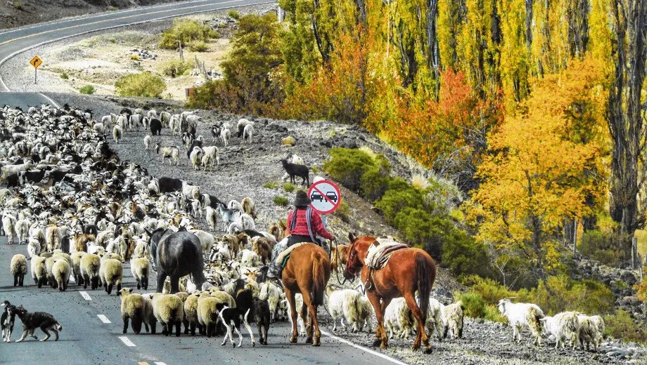 Crianceros arreando ganado en Neuquén